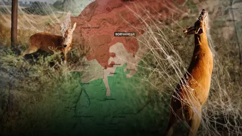Бійці 57-ї бригади визволили козулю з антидронової сітки на Харківщині