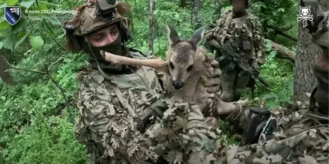 ССО взяли в полон трьох окупантів і врятували оленя під час рейду